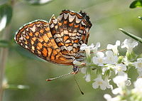 Elada checkerspot (Texola elada) ventral.jpg