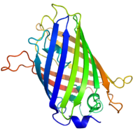 A ribbon diagram of green fluorescent protein resembling barrel structure.