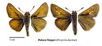 Hesperia dacotae1.jpg
