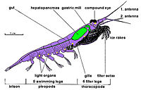 The anatomy of krill, using Euphausia superba as a model.