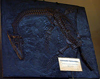 Photo of cast of skeleton of creature with long curved neck, and paddles