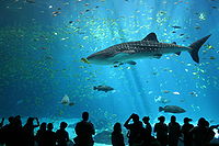 Photo of whale shark with silhouettes of human observers at bottom of picture