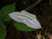 Moth wayanad greystripe.jpg