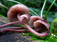 A cluster of purplish-red mushrooms on their sides showing the underside of their caps.