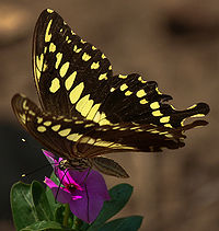 Papilio constantinus on flower.jpg