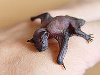 Pipistrellus pipistrellus baby.jpg