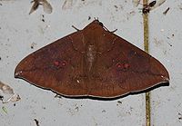 Platyja umminia (Noctuidae Catocalinae).jpg