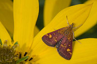 Pyrausta aurata-02 (xndr).jpg