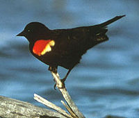 Redwingblackbird1.jpg