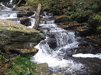  A close up image of a slide falls with a large fallen branch crossing the stream diagonally. A large rock appears on the right and the stream is lined with ferns and moss-covered rock. Newly fallen leaves are visible on the rocks and in the stream.