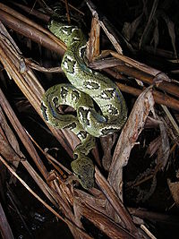 A green snake with irregular markings on its flanks in the leaf litter.