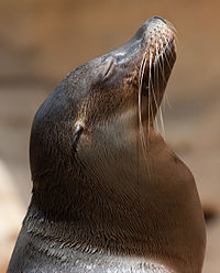 Sea lion head.jpg