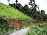 A rice field rises along a steep slope on the left side of a small road. In the background, the remaining forest can be seen.
