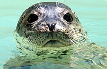Photo of head of seal just above water surface, displaying sparse whiskers above mouth and above eyes
