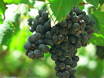 Clusters of Syrah/Shiraz grapes