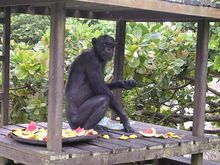 62-year-old chimpanzee