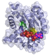 Adenylate kinase 2C95.png