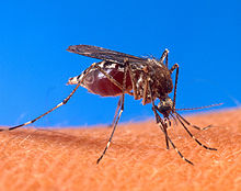 Close-up photograph of an Aedes aegypti mosquito biting human skin