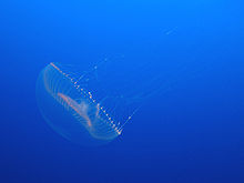 Photo of live jelly in the sea.