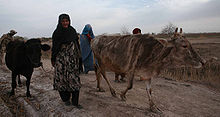 Two Afghan women move cattle on a dirt road
