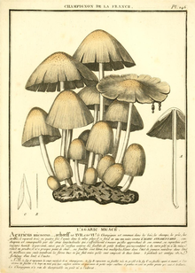 Illustration of several light brown mushrooms of various sizes.
