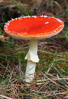 a tall red mushroom with a few white spots remaining on the cap