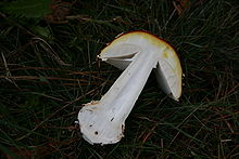A white-fleshed mushroom with a red skin cut in half