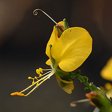 A close-up profile view of a yellow Aneilema aequinoctiale inflorescence.