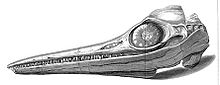 drawing of side view of a long thin skull with needle like teeth and a large eye socket