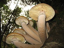 A cluster of large, thick-stemmed light brown colored gilled mushrooms growing at the base of a tree