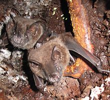 Jamaican fruit bats in an abandoned termite nest in the Amazon rainforest, near Nauta, Peru