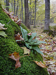Photograph of a moss-covered outcrop; there's a fern with large, narrow, shiny leaves growing in the center. Behind the outcrop is a deciduous forest in springtime; the ground is littered with brown leaves.
