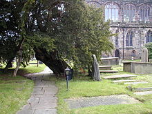 A yew tree leaning over a path in the churchyard, with part of the church visible to the right