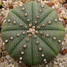 Astrophytum asterias1.jpg