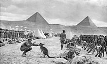 A soldier playing with a Kangaroo, while in the middle distance other soldiers are formed up in ranks in front of a number of tents. Two large pyramids are partially obscured by a large hill in the background.