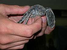 Photo of two a person's hands holding a small sand-covered grey/green turtle