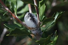 an oval grey woody pod covered in short fine white hairs, at the end of a branch, with small shoots growing up around it