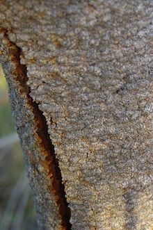 a tree trunk with a vertical crack down the middle