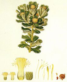 Old painting of segment of plant with leaves and blooms on white background with several anatomical cross sections of flower parts beneath