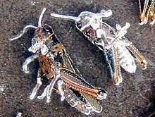 Two dead grasshoppers with a whitish fuzz growing on them