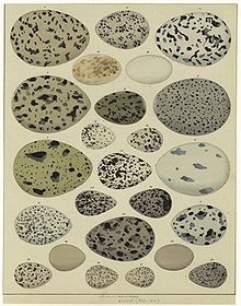 Oology includes the study of birds' eggs