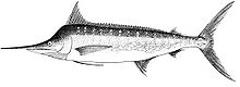 Drawing of fish with long bill and ribbed dorsal fin