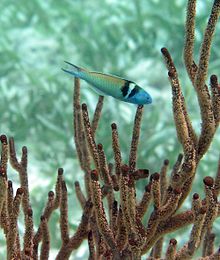 A fish swimming amidst long fingers of coral