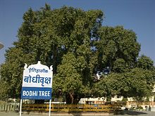 The Bodhi Tree at Deekshabhoomi