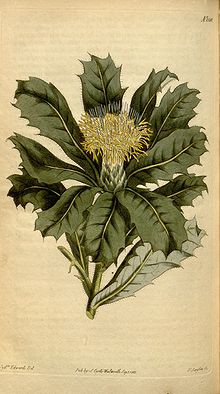 Old plate of segment of plant with  leaves and blooms on parchment-coloured background