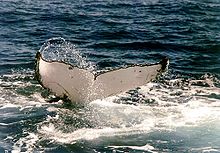 Photo showing humpback with only white underside of tail visible