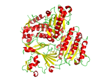 COPIIprotein.png