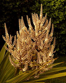 Large branched flower spikes coming out of the top of a tree. Spikes are covered in hundreds of tiny flowers