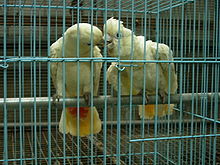 Two mainly white-plumaged cockatoos facing each other in a cage. Some feathers at the base of the underside of their tails are red