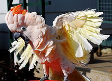 Closeup of a wing-clipped white and salmon-coloured cockatoo ruffling its wings and crest and apparently squawking. It has a ring on its left leg.